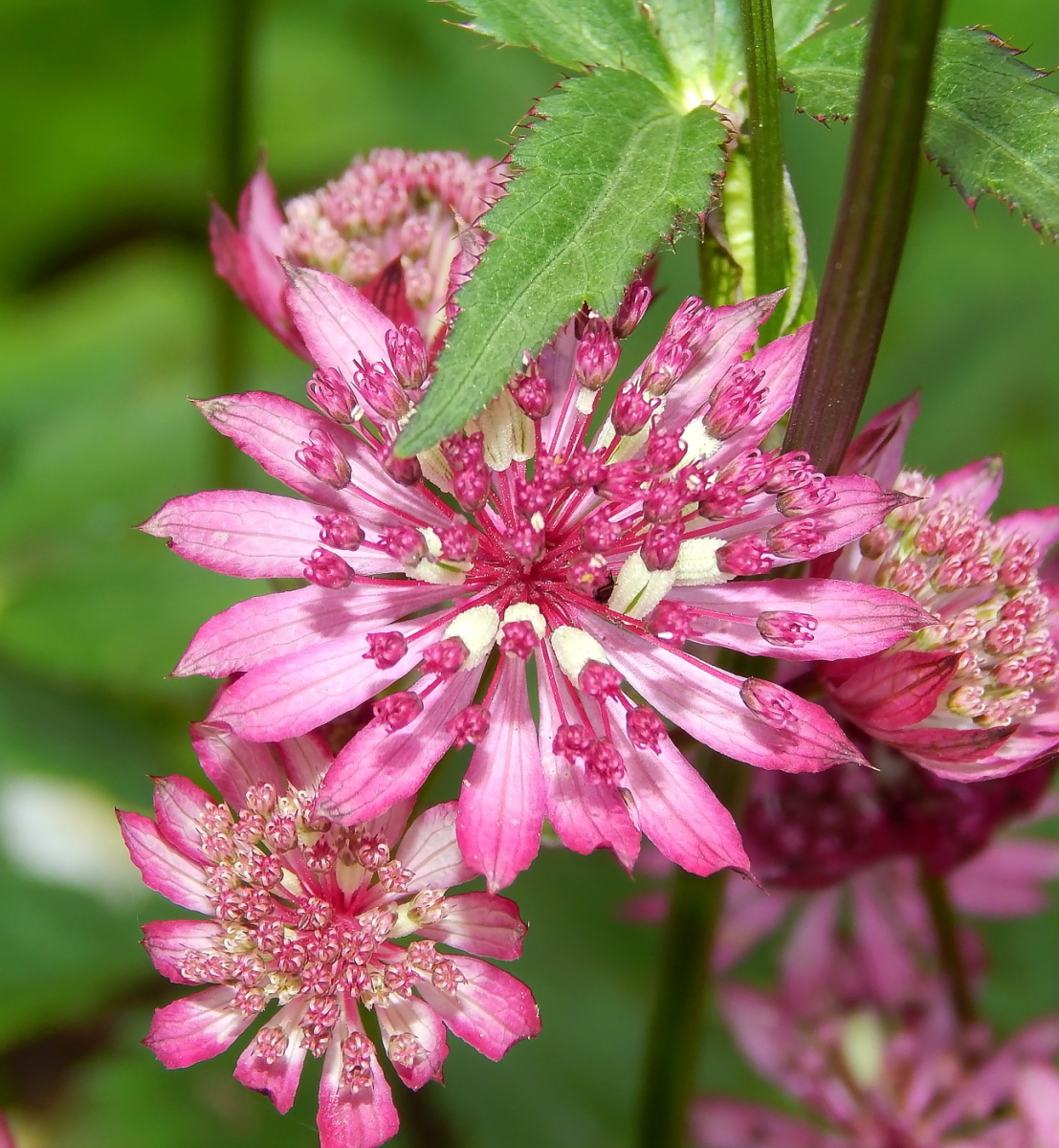 Изображение особи Astrantia major.