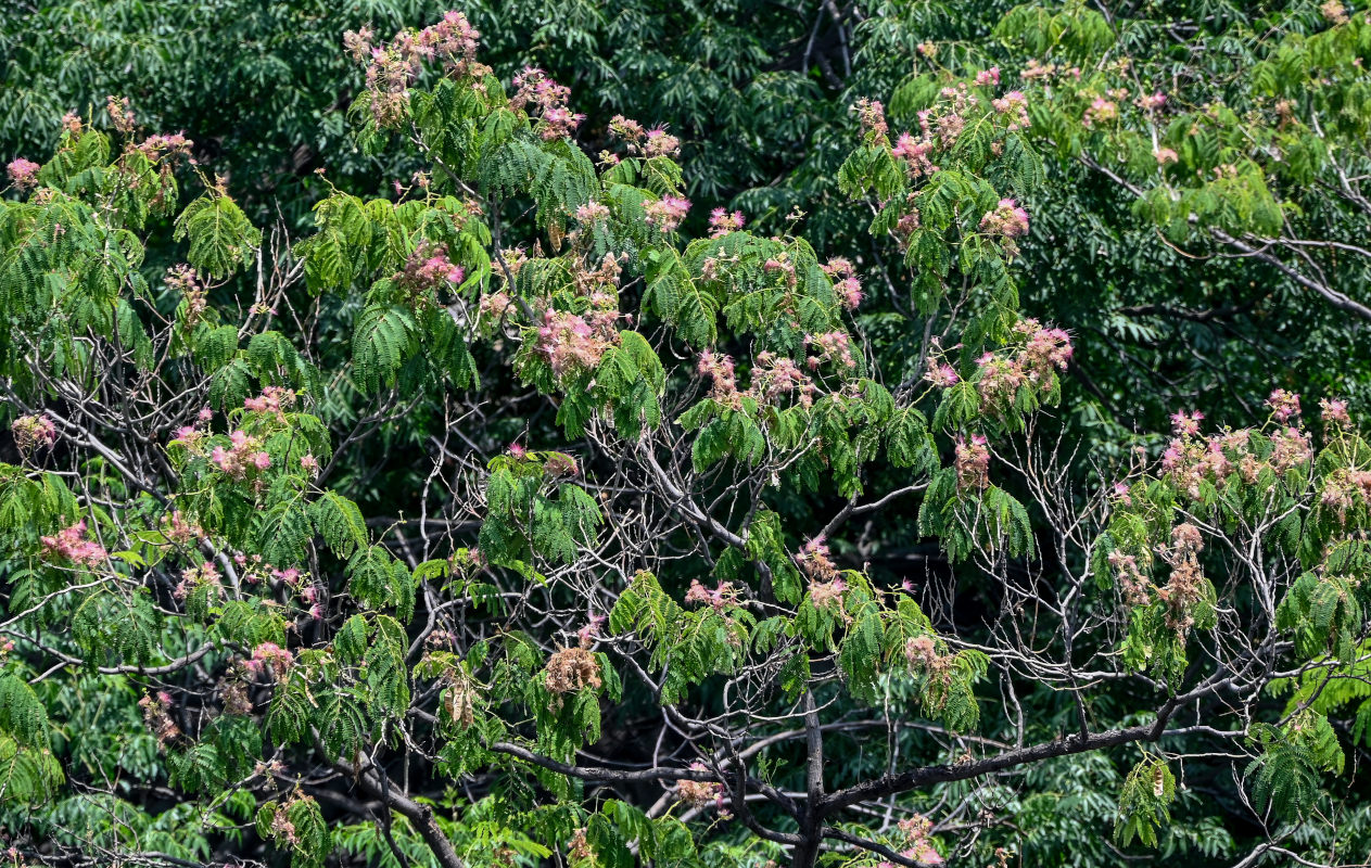 Изображение особи Albizia julibrissin.