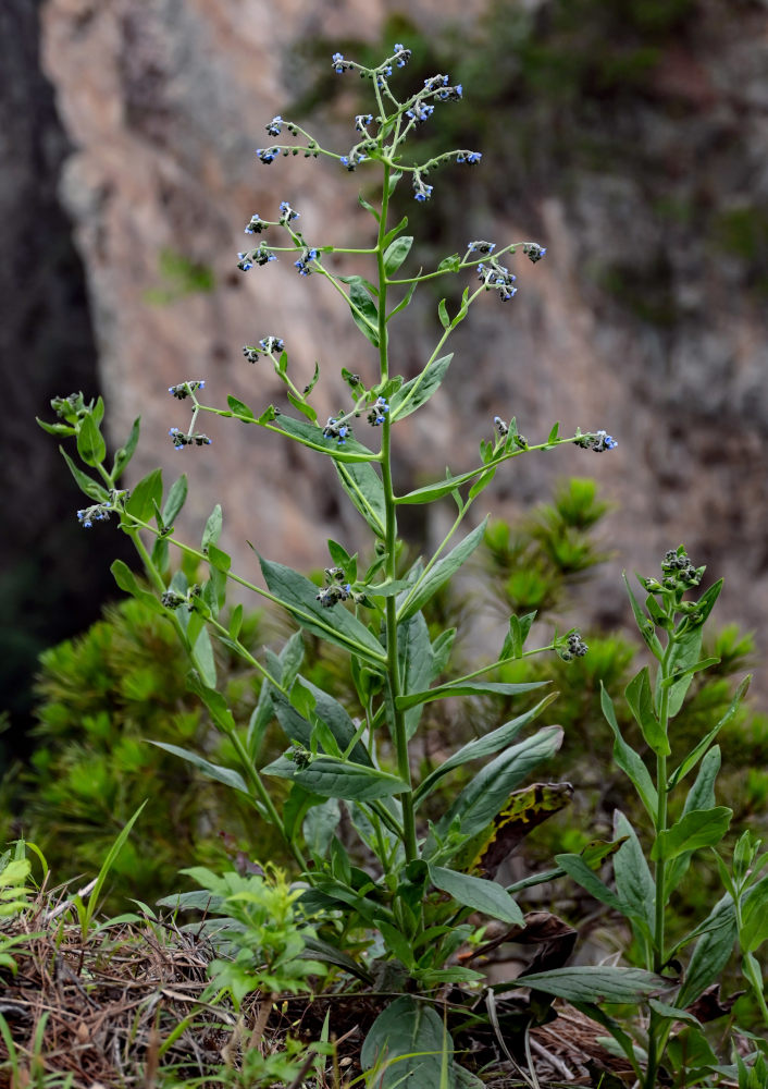 Изображение особи Cynoglossum amabile.
