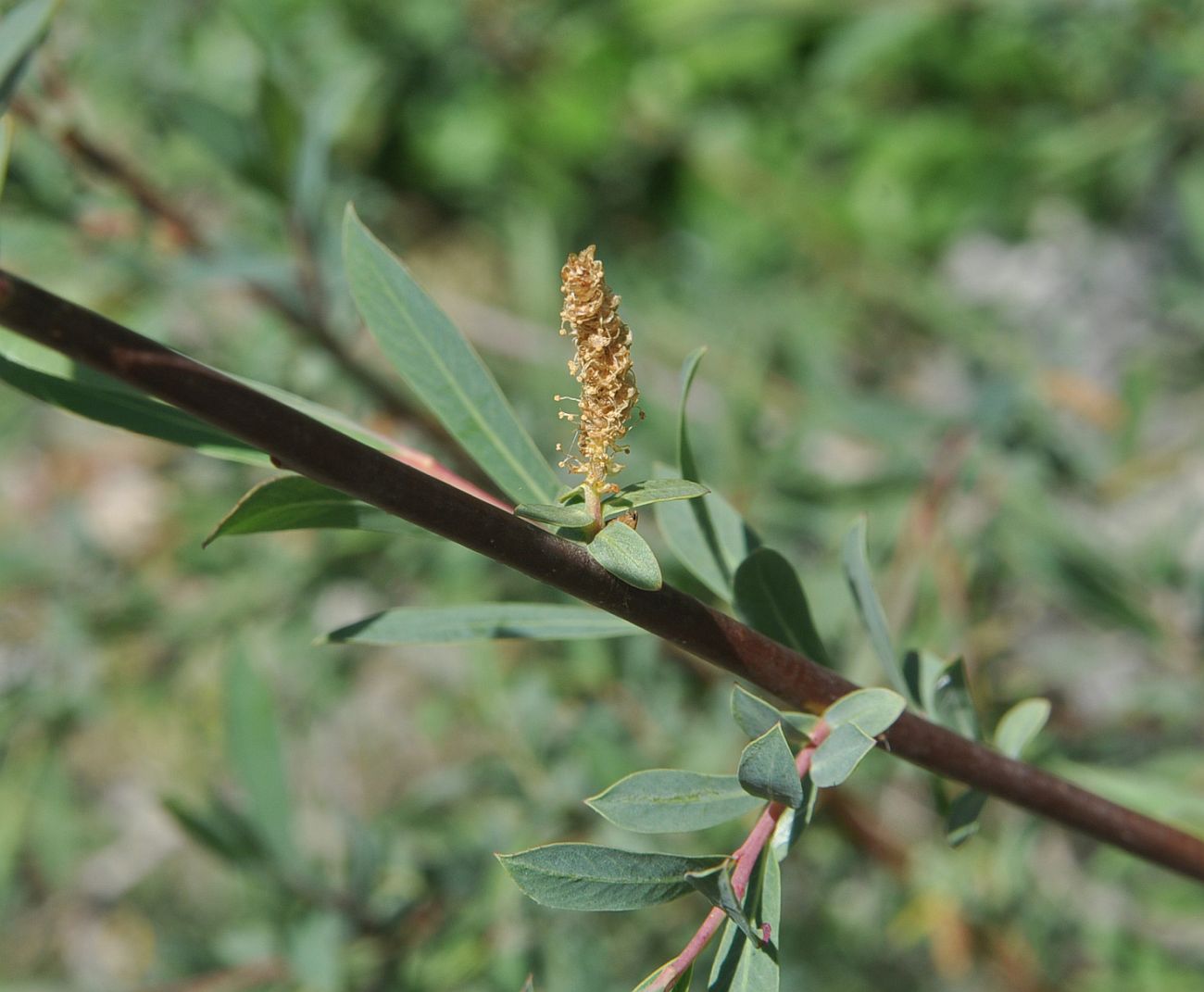 Изображение особи Salix elbursensis.