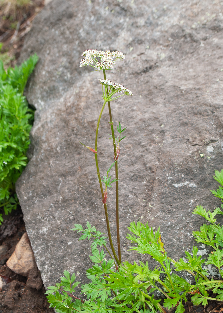 Image of familia Apiaceae specimen.