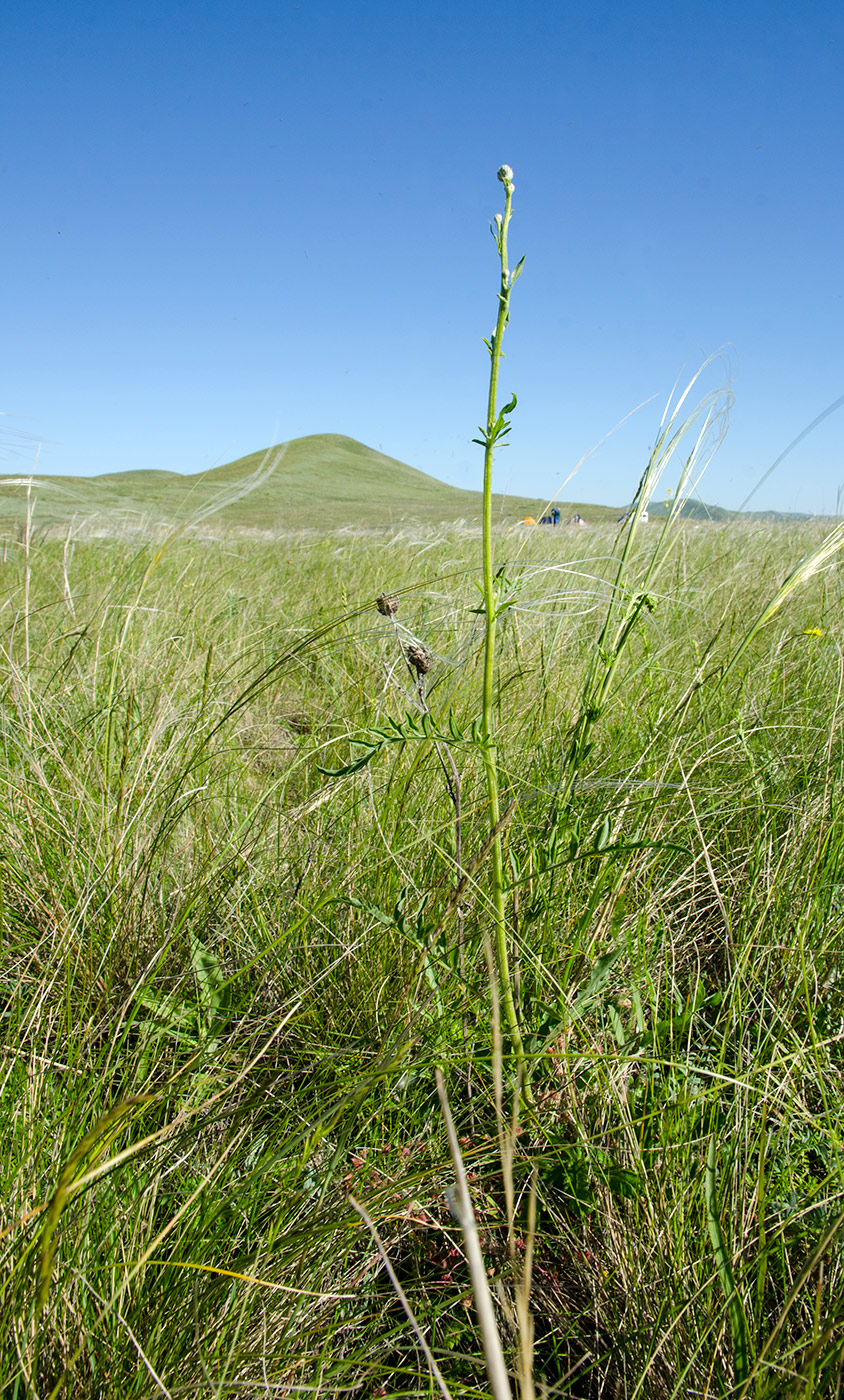 Image of genus Centaurea specimen.