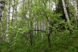 Pyrus communis. Цветущее дерево. Казахстан, окр. Алматы, Заилийский Алатау, ур. Медео, ≈ 1700 м н.у.м., берёзовой роща, второй ярус древостоя. 10 мая 2024 г.