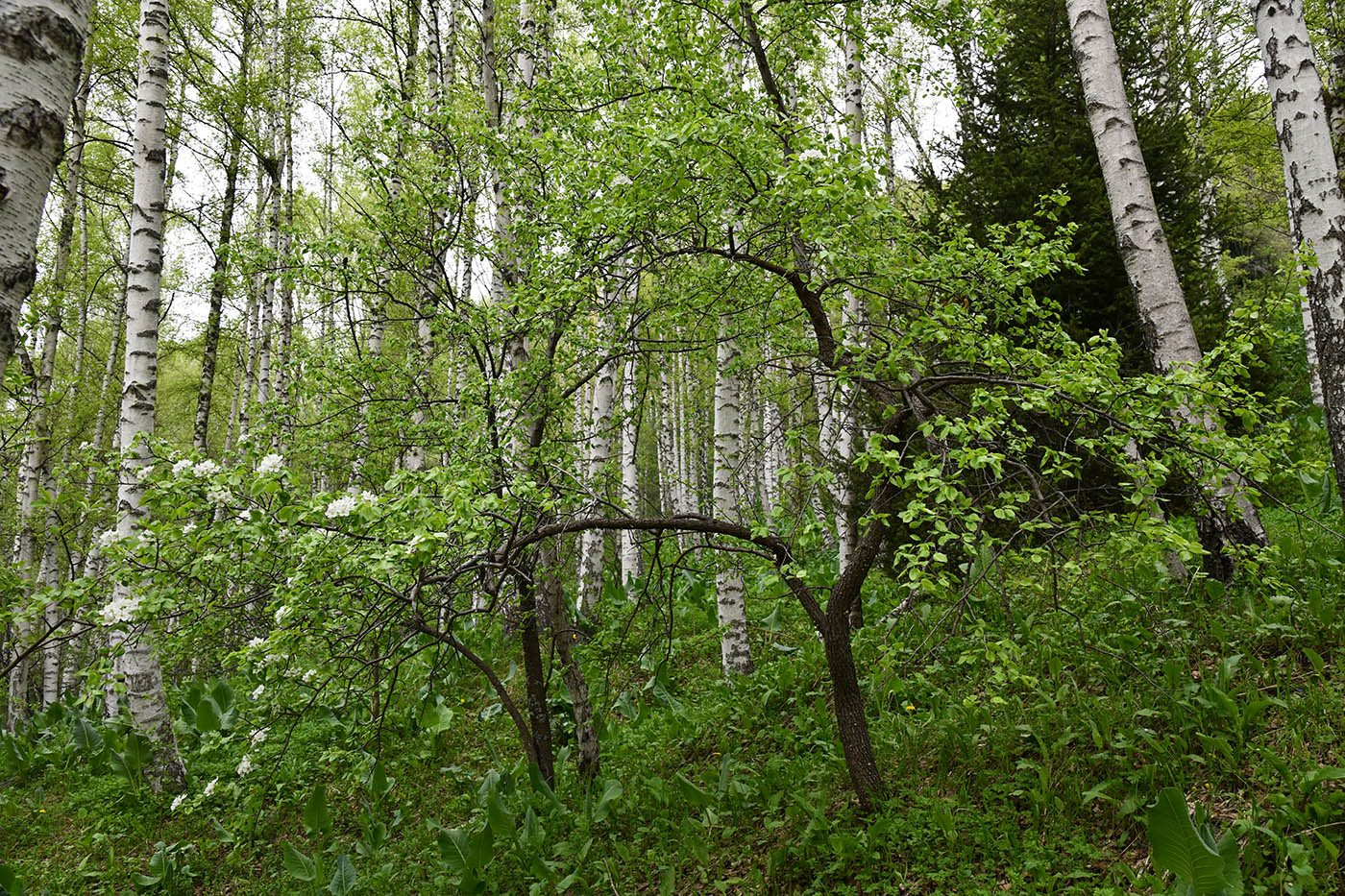 Изображение особи Pyrus communis.