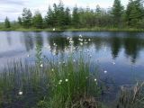 Eriophorum brachyantherum. Плодоносящие растения. Магаданская обл., г. Магадан, окр. мкр-на Солнечный, небольшое озерко, у берега на мелководье. 05.07.2024.