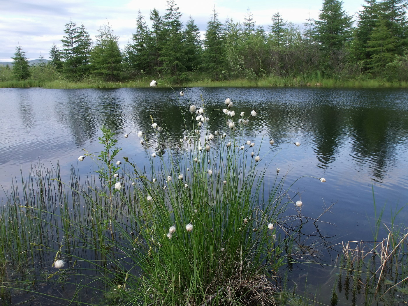 Image of Eriophorum brachyantherum specimen.