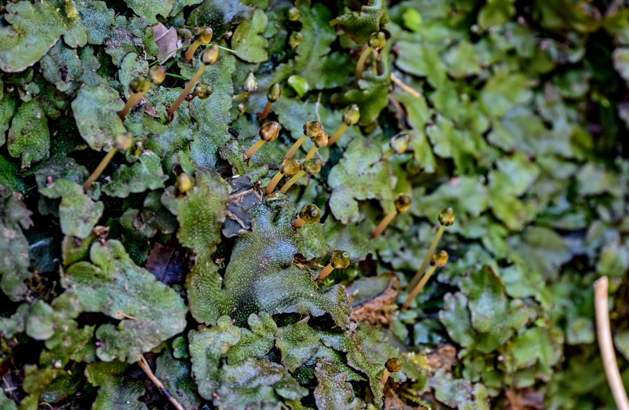 Image of Conocephalum conicum specimen.