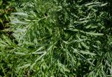 genus Artemisia