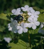 Viburnum opulus