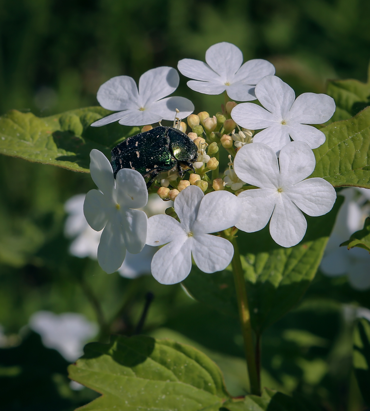 Image of Viburnum opulus specimen.
