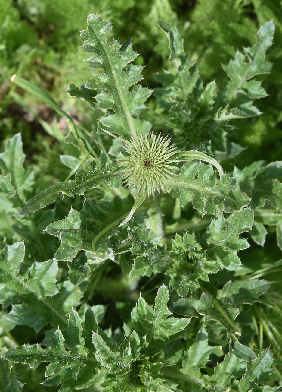 Image of genus Carduus specimen.