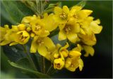Lysimachia vulgaris. Верхушка побега с бутонами и цветками. Московская обл., Раменский р-н, окр. дер. Хрипань, садовый участок. 07.06.2025.