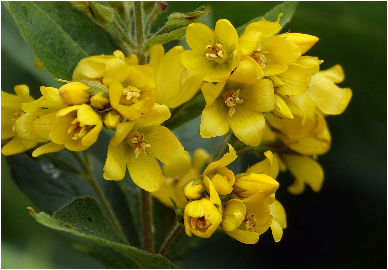Image of Lysimachia vulgaris specimen.