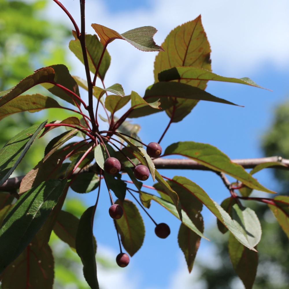 Изображение особи Malus &times; moerlandsii.