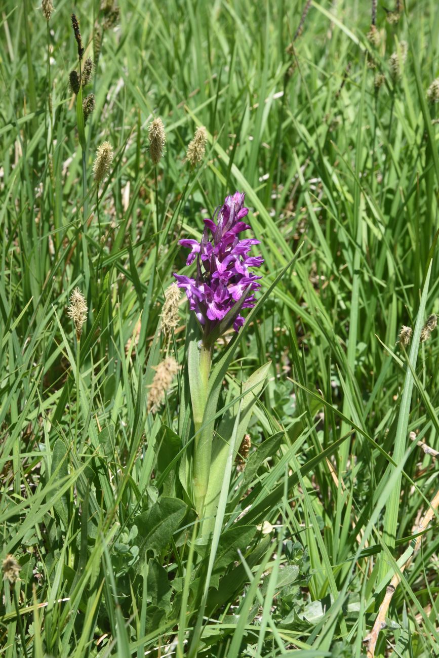 Image of genus Dactylorhiza specimen.