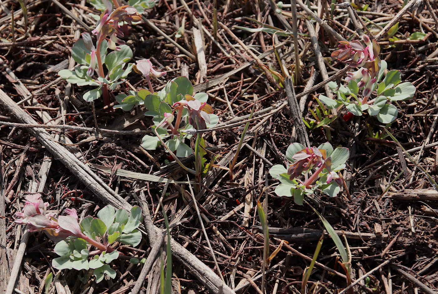 Изображение особи Corydalis ledebouriana.
