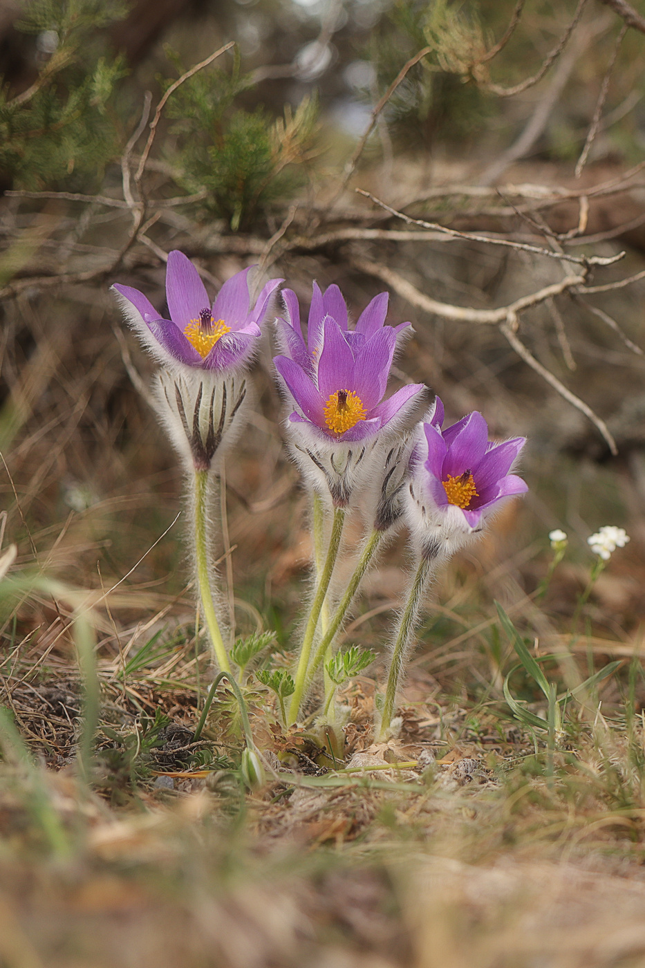 Изображение особи Pulsatilla taurica.