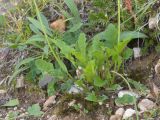 Papaver oreophilum
