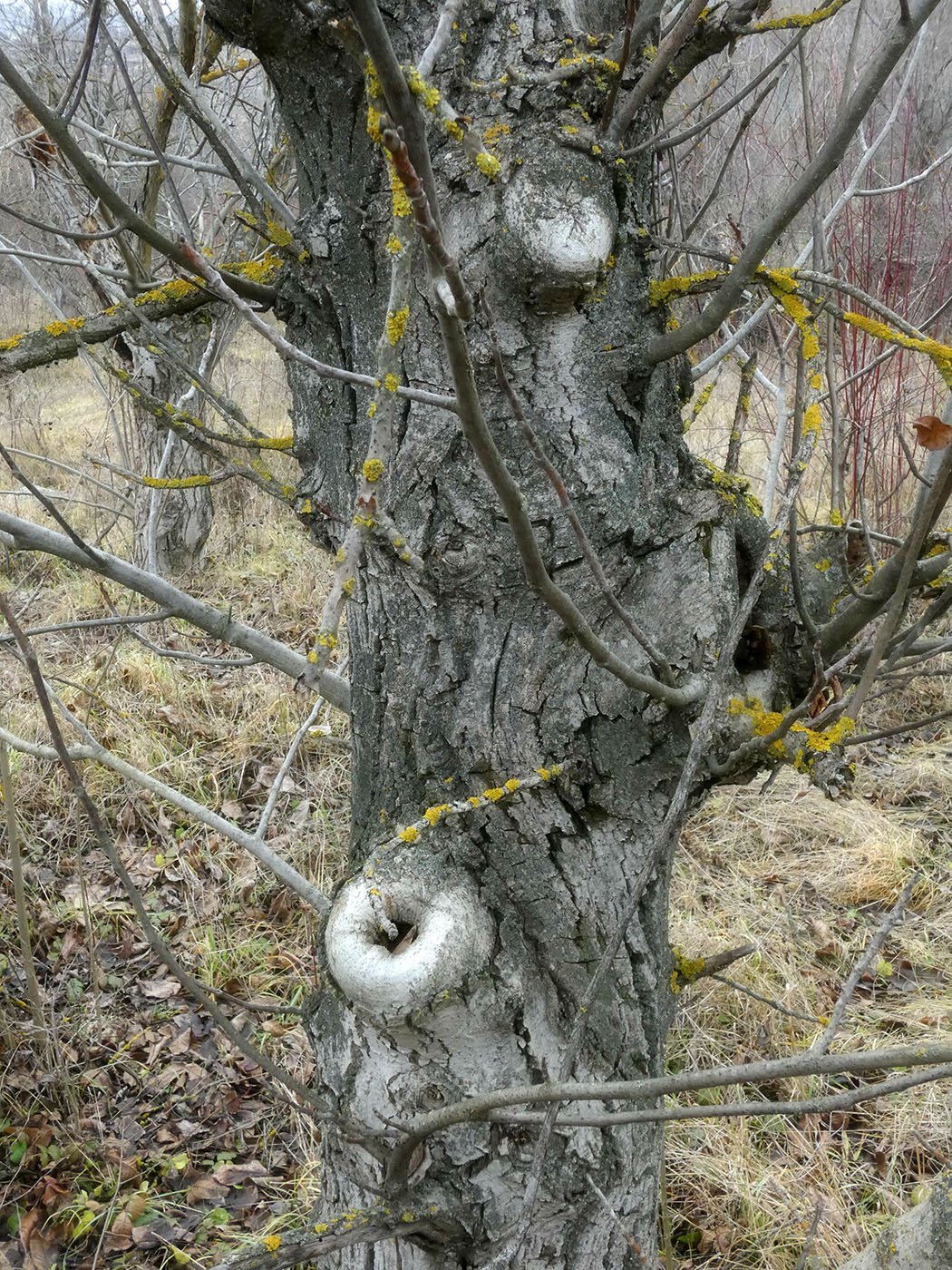 Изображение особи Juglans regia.
