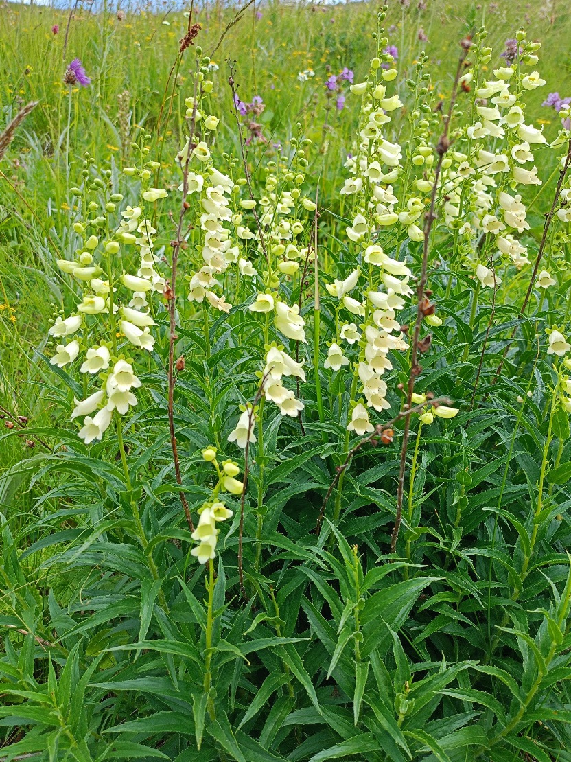 Изображение особи Digitalis ciliata.