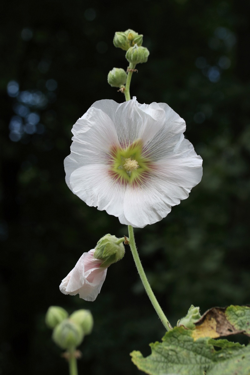 Изображение особи Alcea rosea.