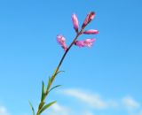 род Polygala. Верхушка цветущего растения.Республика Карачаево -Черкессия, село Красный Курган, луг. Июль 2025 г.