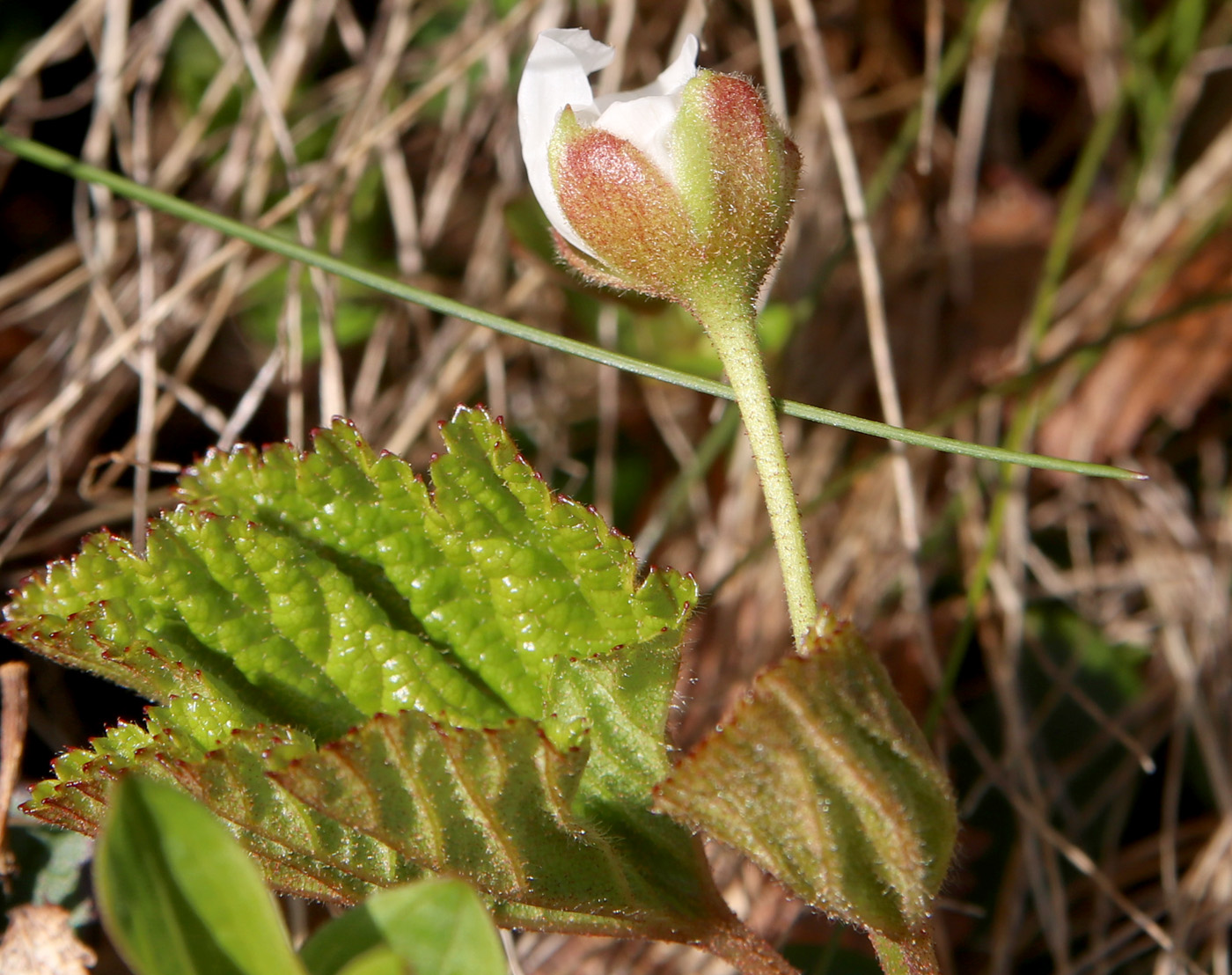 Image of Rubus chamaemorus specimen.