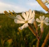 genus Silene. Цветок. Ростовская обл., Азовский р-н, с. Кугей, степной склон террасы. 27.04.2025.