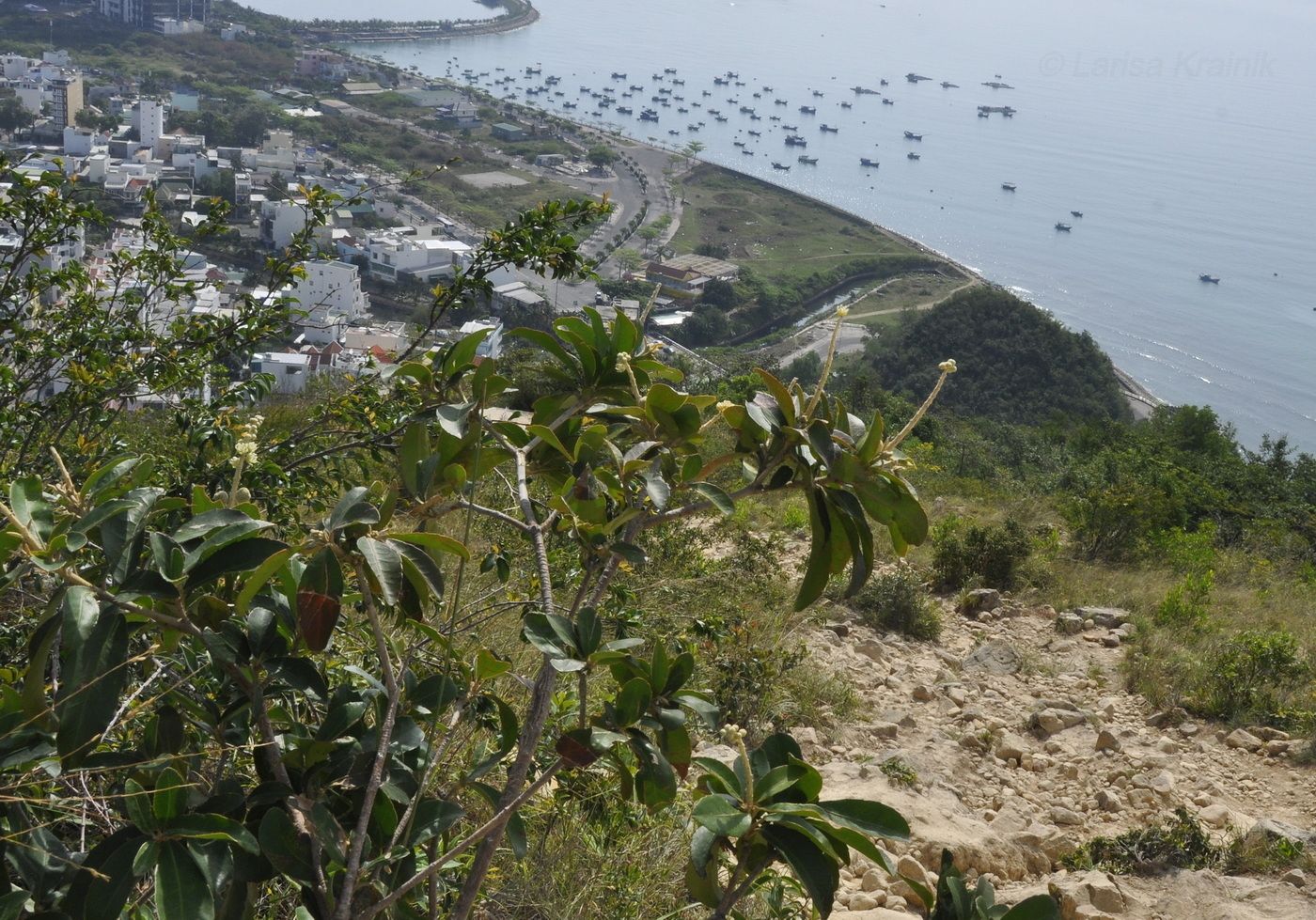 Image of Unknown species specimen.