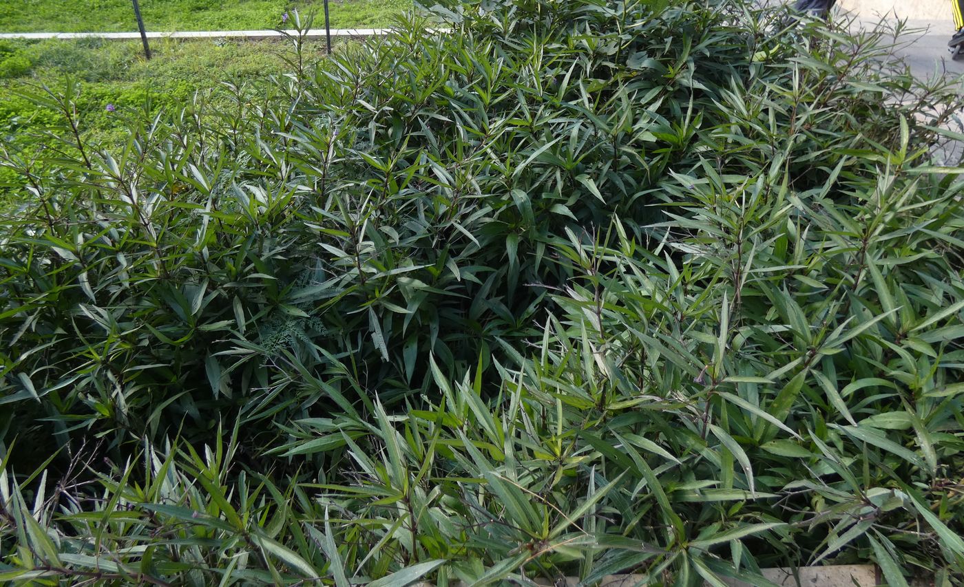 Изображение особи Ruellia simplex.