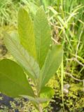 Salix cinerea