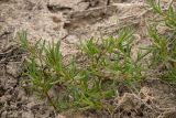 Suaeda prostrata. Вегетирующее растение. Ставропольский край, Апанасенковский р-н, засоленный берег оз. Маныч-Гудило. 03.05.2025.