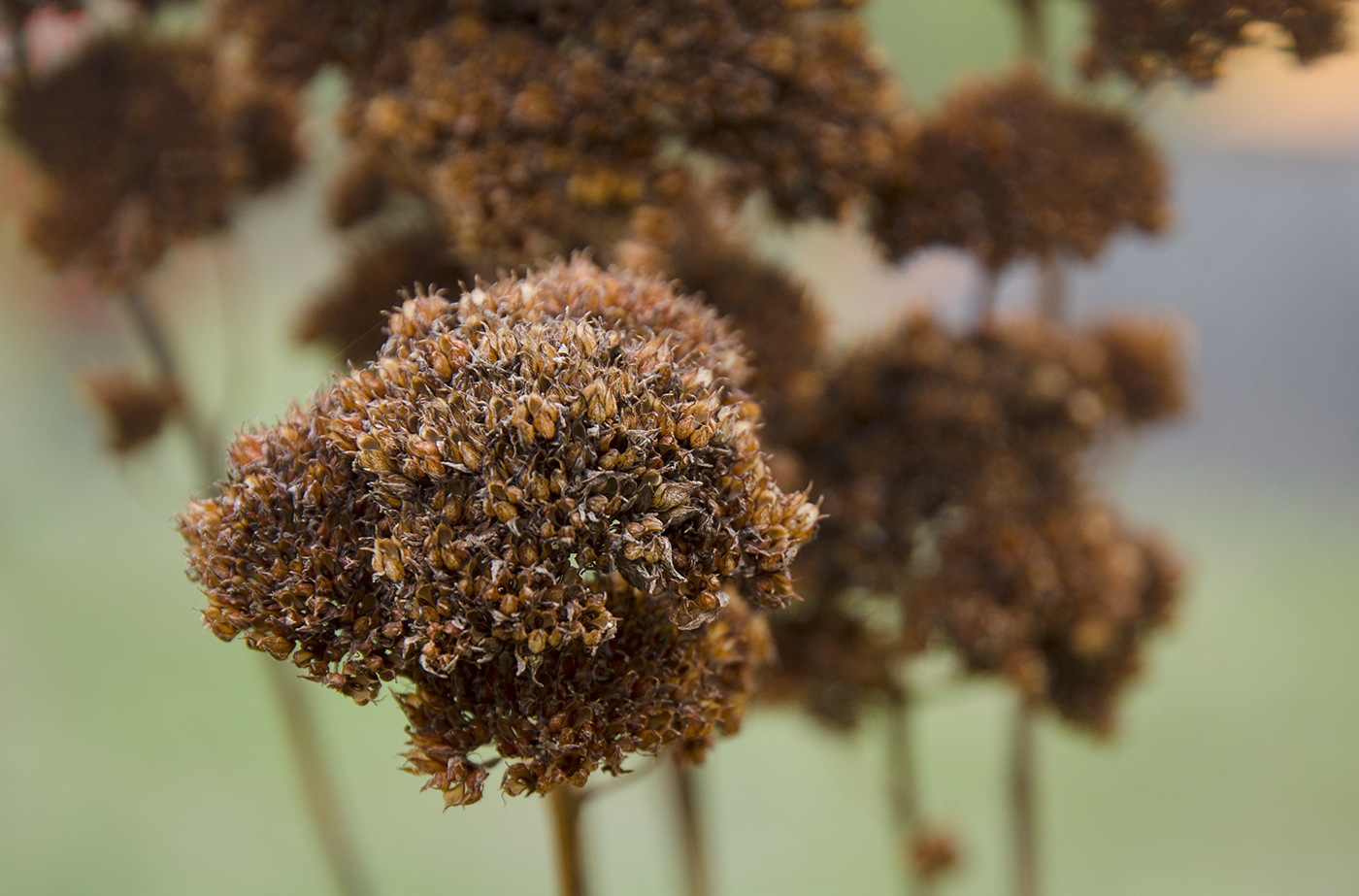 Изображение особи род Hylotelephium.