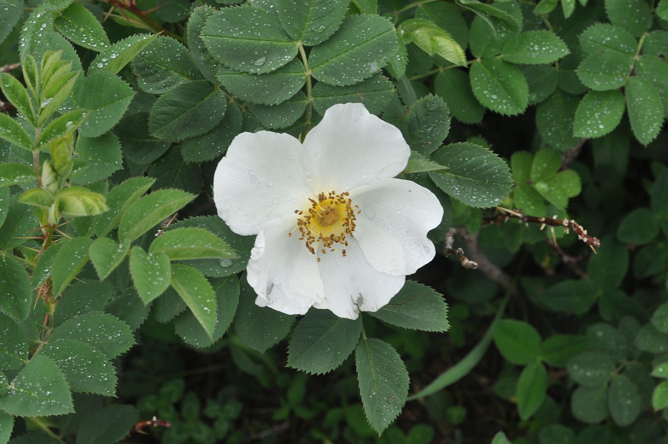 Изображение особи род Rosa.