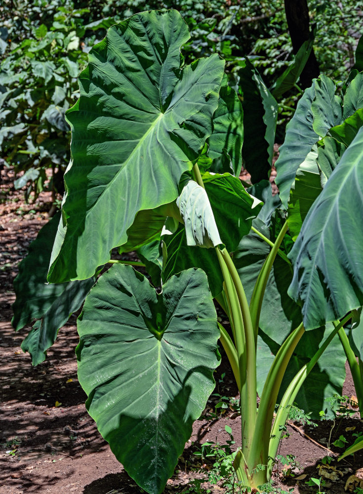 Image of Colocasia esculenta specimen.