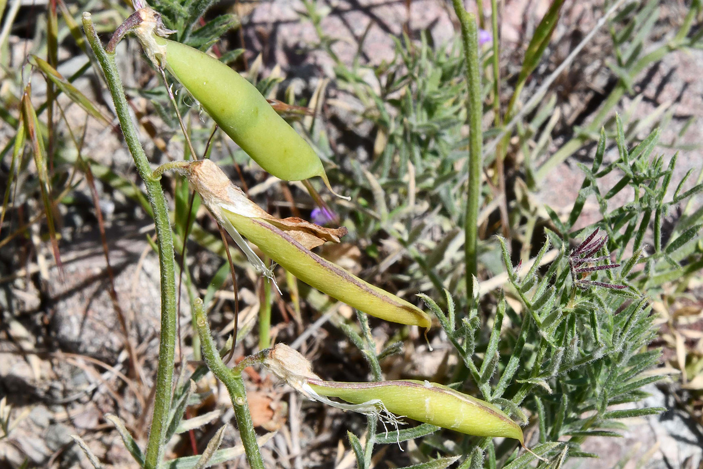 Image of Vicia subvillosa specimen.