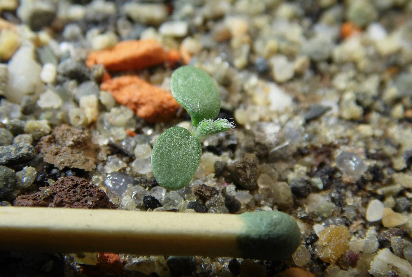 Image of Oxytropis pilosa specimen.