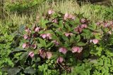 genus Helleborus. Цветущие растения в сообществе с Aegopodium podagraria. Санкт-Петербург, Кировский р-н, палисадник у жилого дома, в культуре. 12.04.2026.