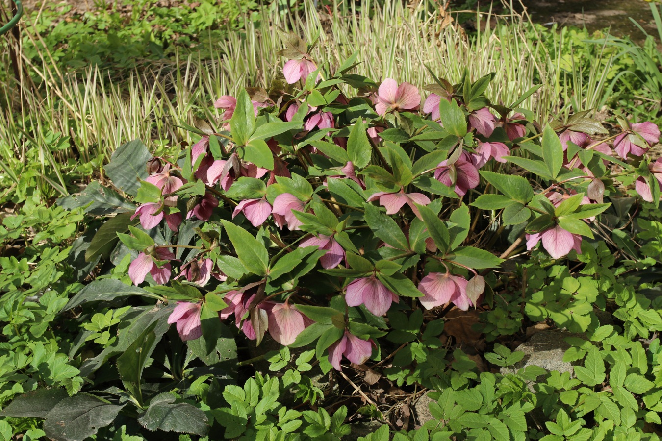 Image of Helleborus abchasicus specimen.