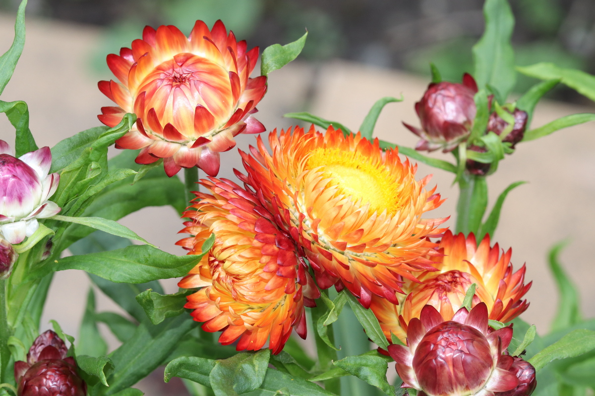 Изображение особи Xerochrysum bracteatum.