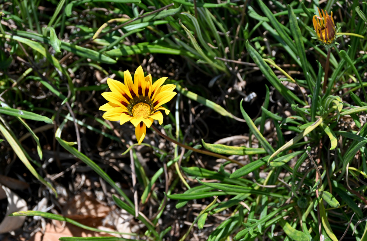 Изображение особи Gazania × hybrida.