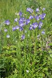 Campanula persicifolia. Цветущие побеги. Ульяновская обл., Мелекесский р-н, окр. пос. Вишенка, Медвежий овраг, разнотравная степь на склоне. 15.06.2024.