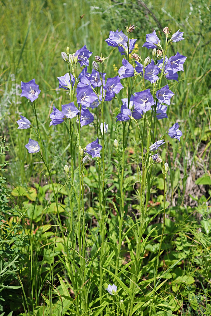 Image of Campanula persicifolia specimen.
