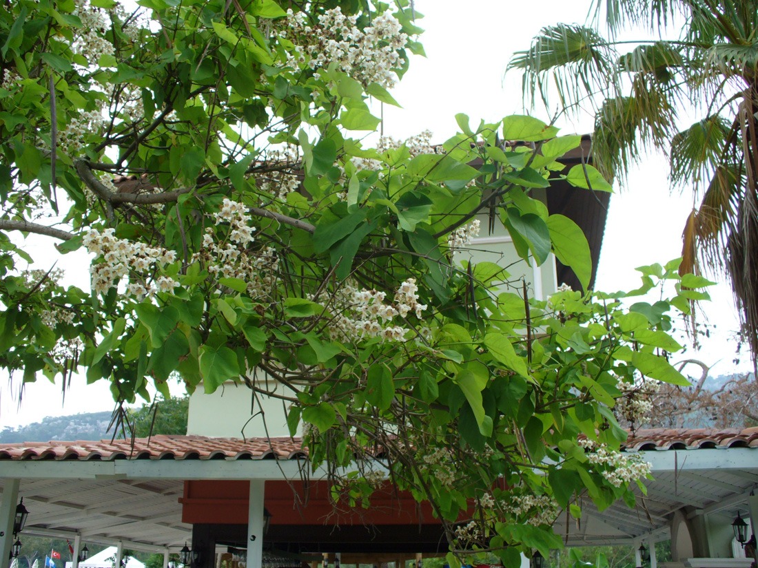 Image of Catalpa bignonioides specimen.