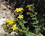 Hypericum perforatum