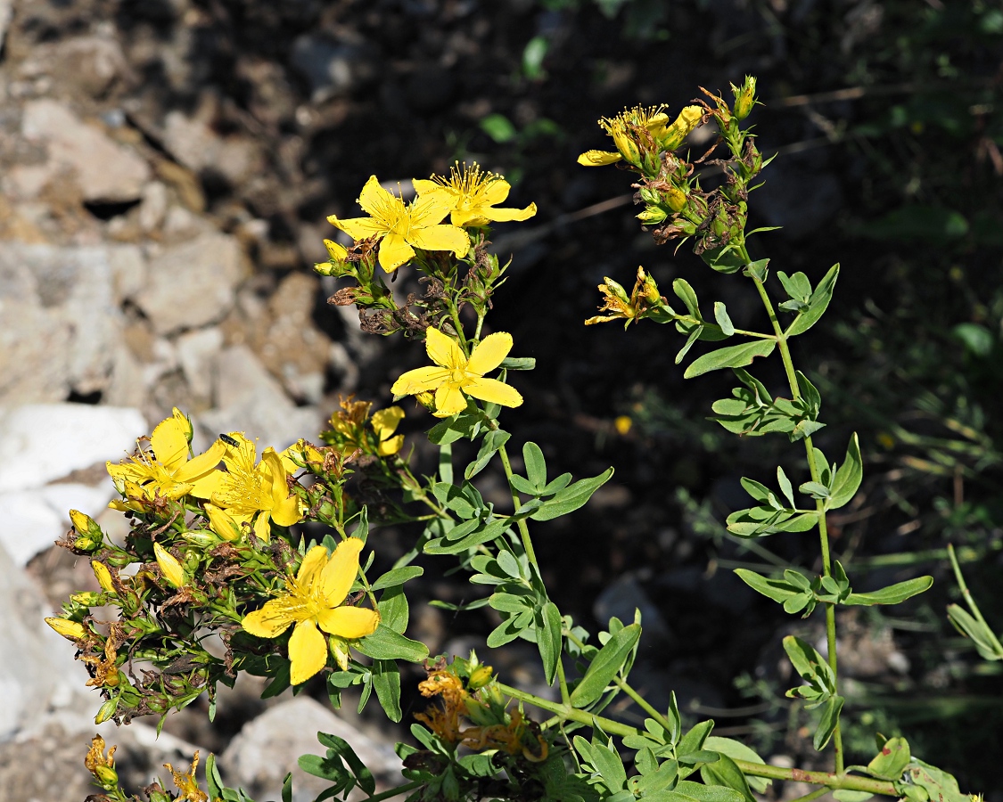Изображение особи Hypericum perforatum.