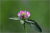 Trifolium pratense. Соцветие. Московская обл., Раменский р-н, окр. дер. Хрипань, садовый участок. 16.06.2026.