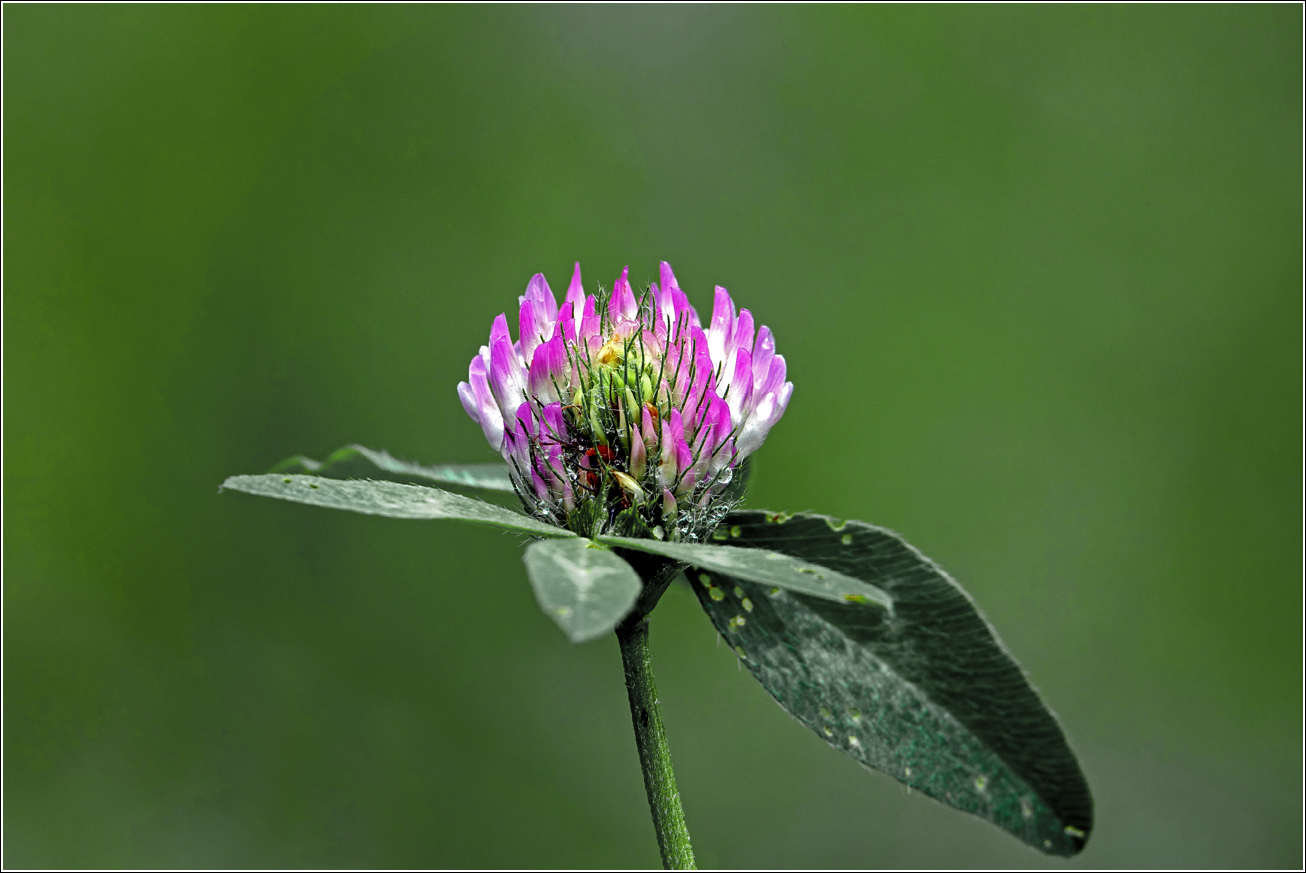 Изображение особи Trifolium pratense.