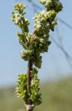 род Silene