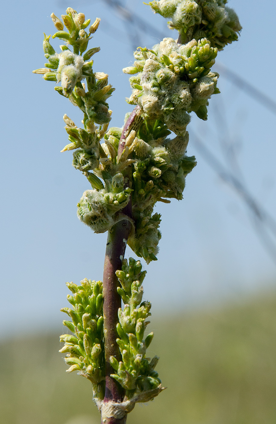 Image of genus Silene specimen.
